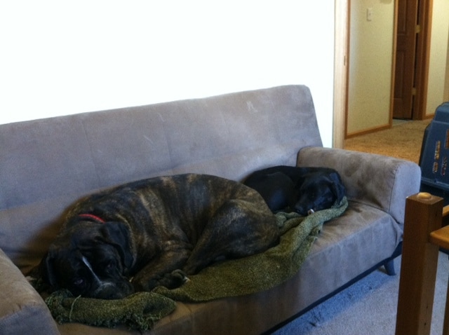 Doggies