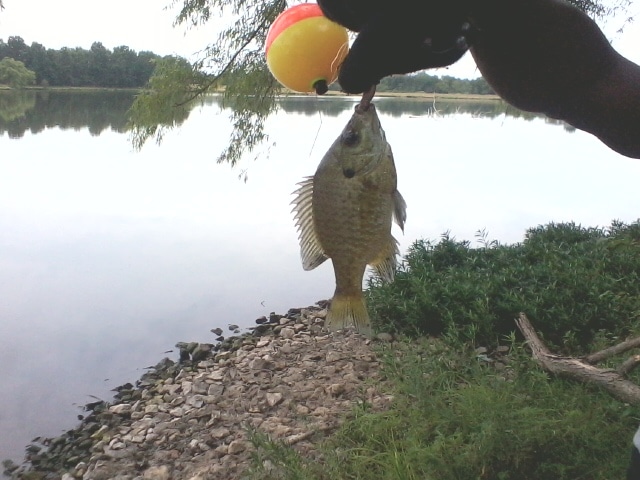 LaTausha Big Catch